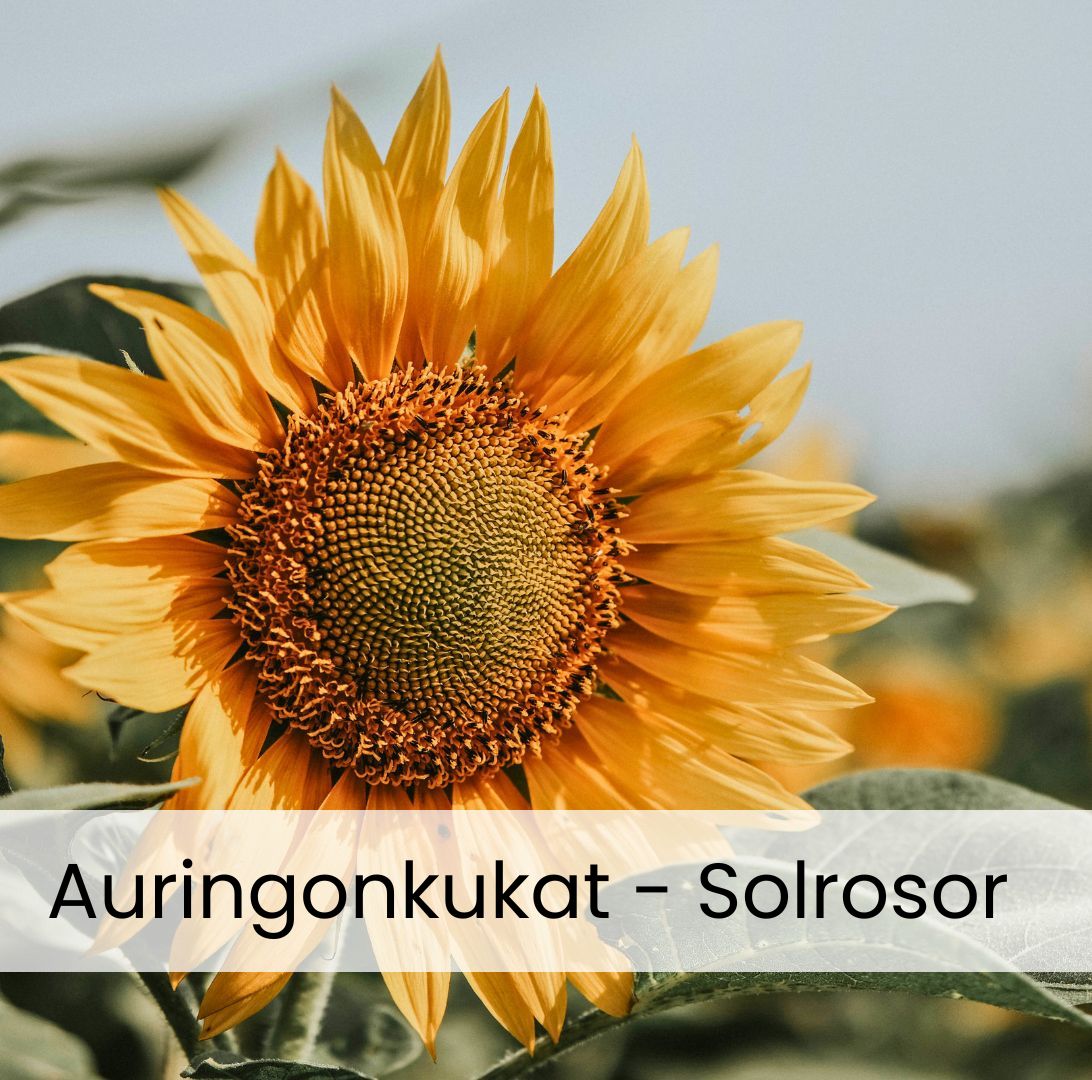 Solrosor