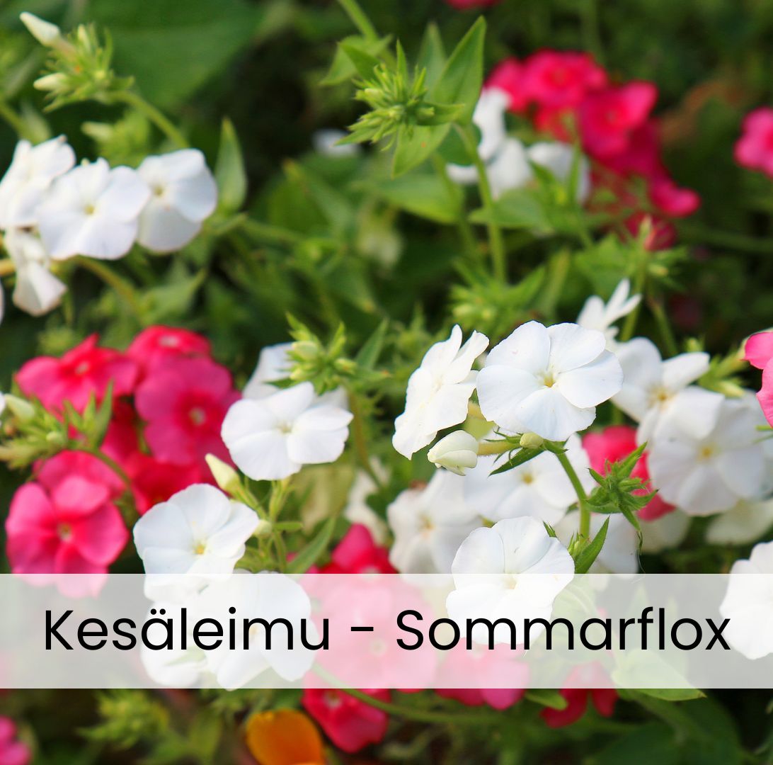 Sommarflox