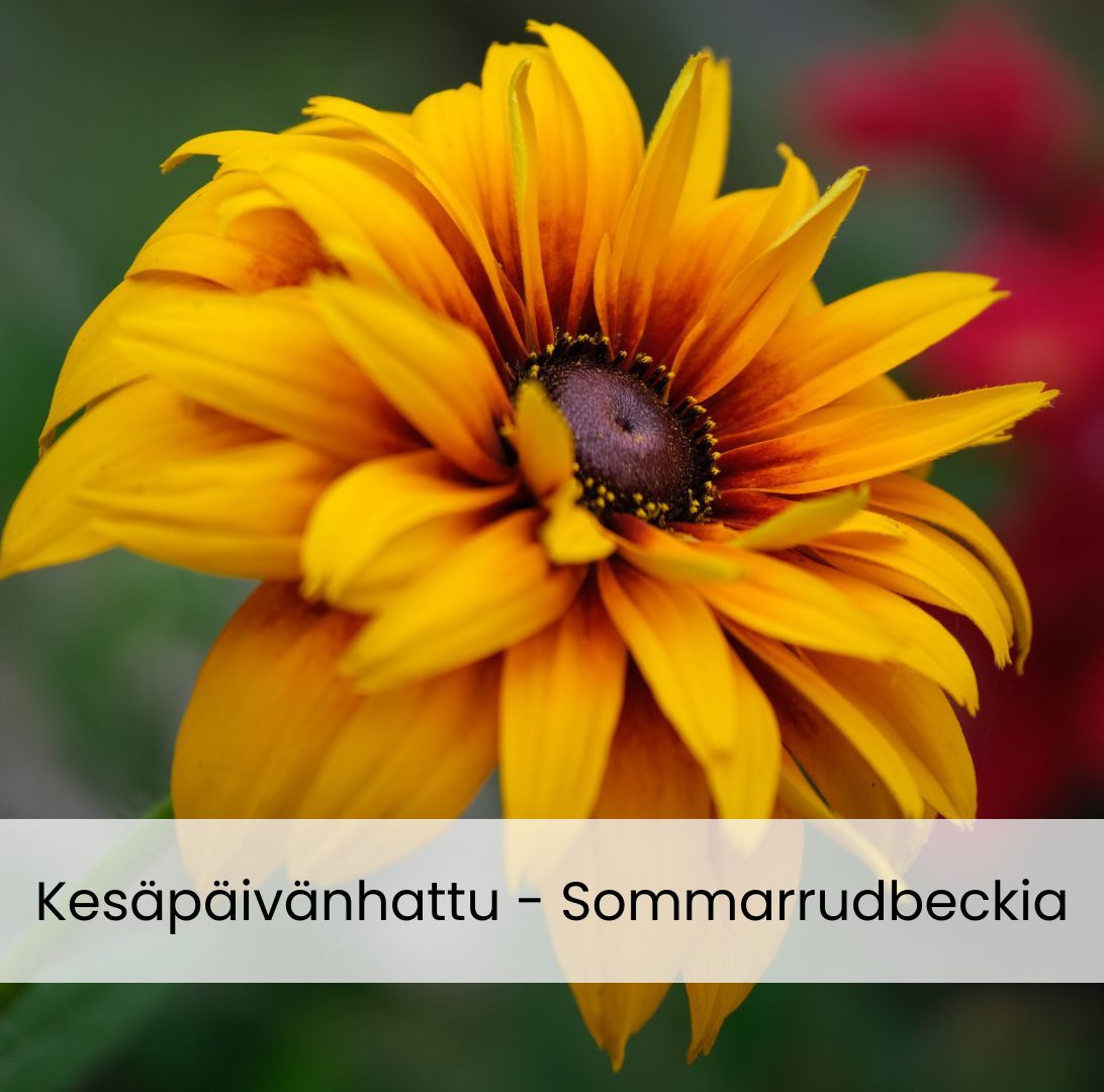 Sommarrudbeckia