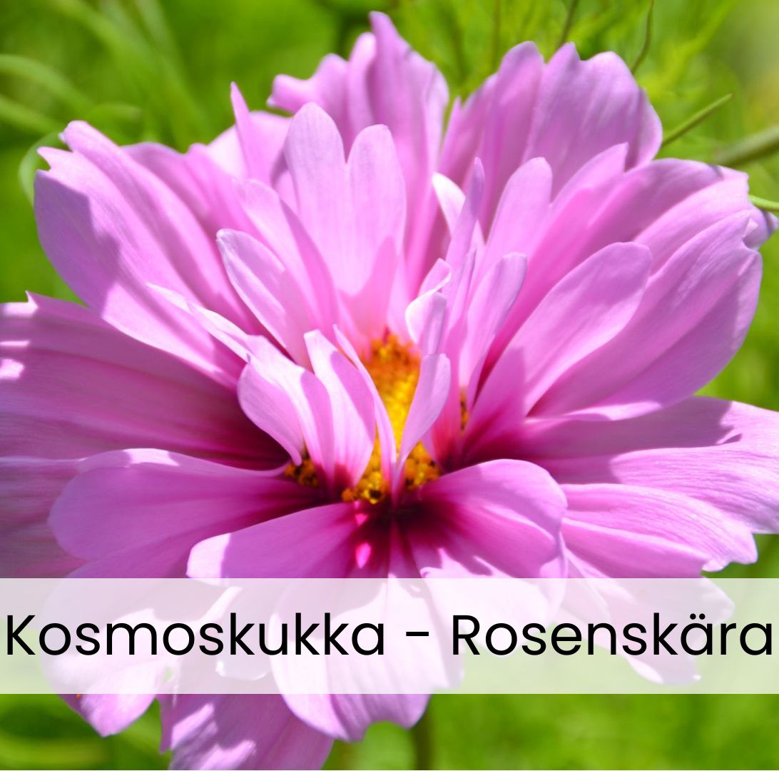 Rosenskära