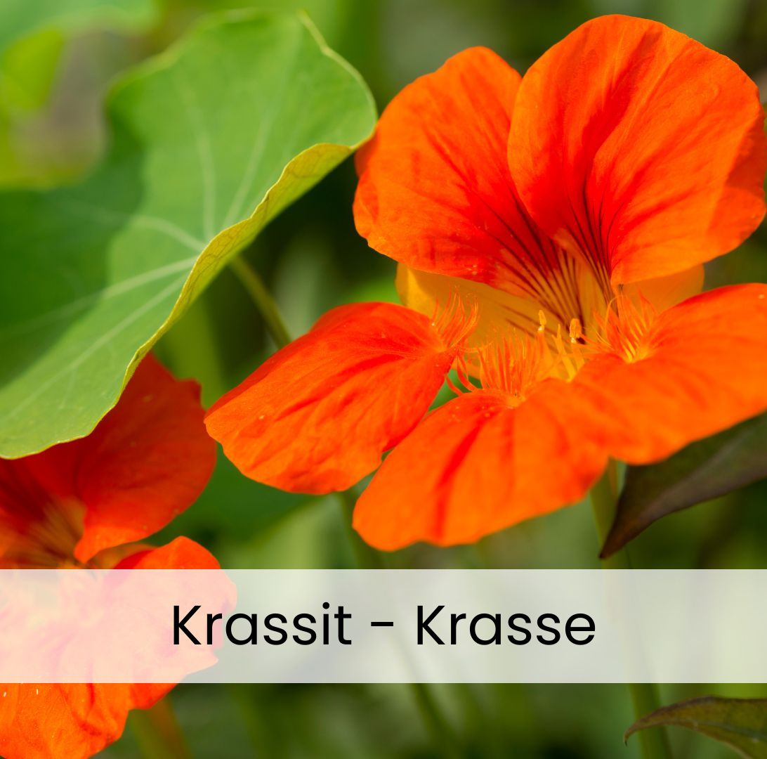 Krassit