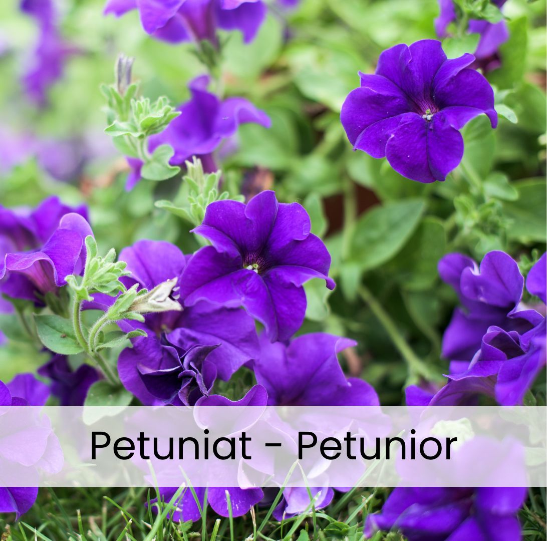 Petunia