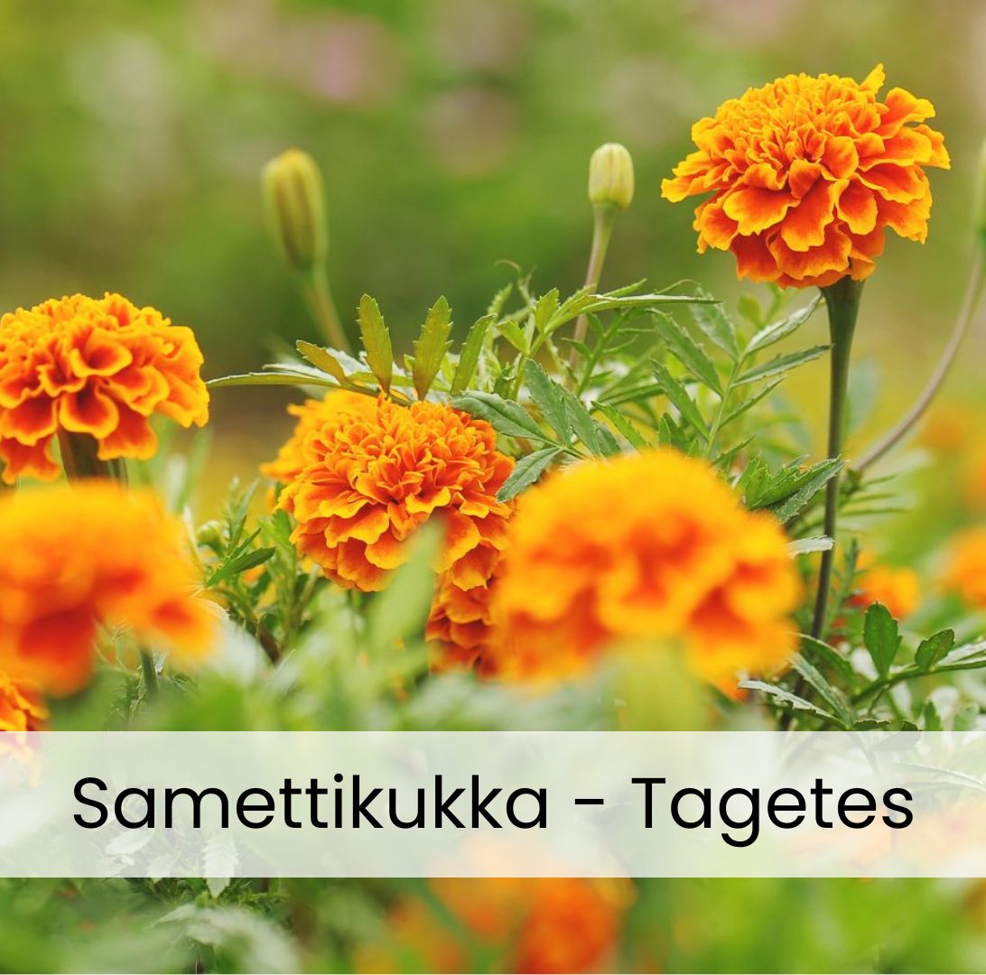 Samettikukat