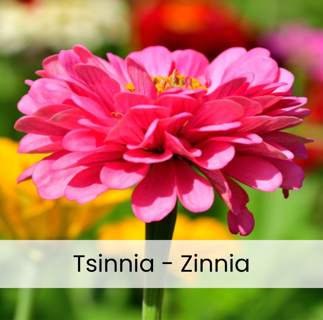 Zinnia