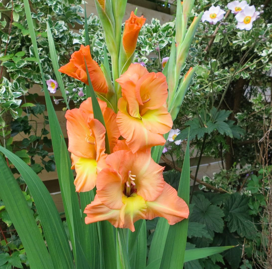 Gladioler