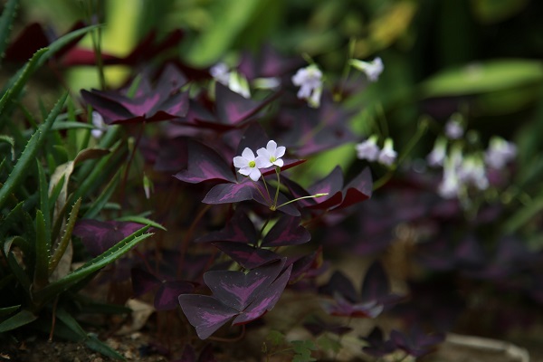 Triangeloxalis-2