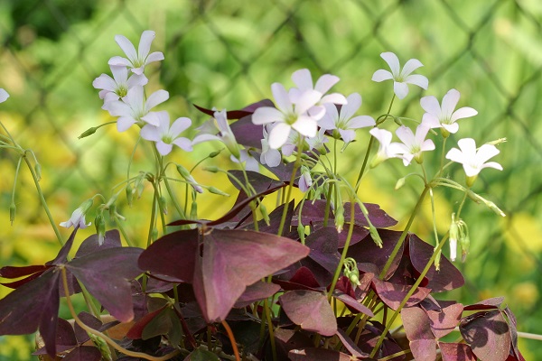 Triangeloxalis-1