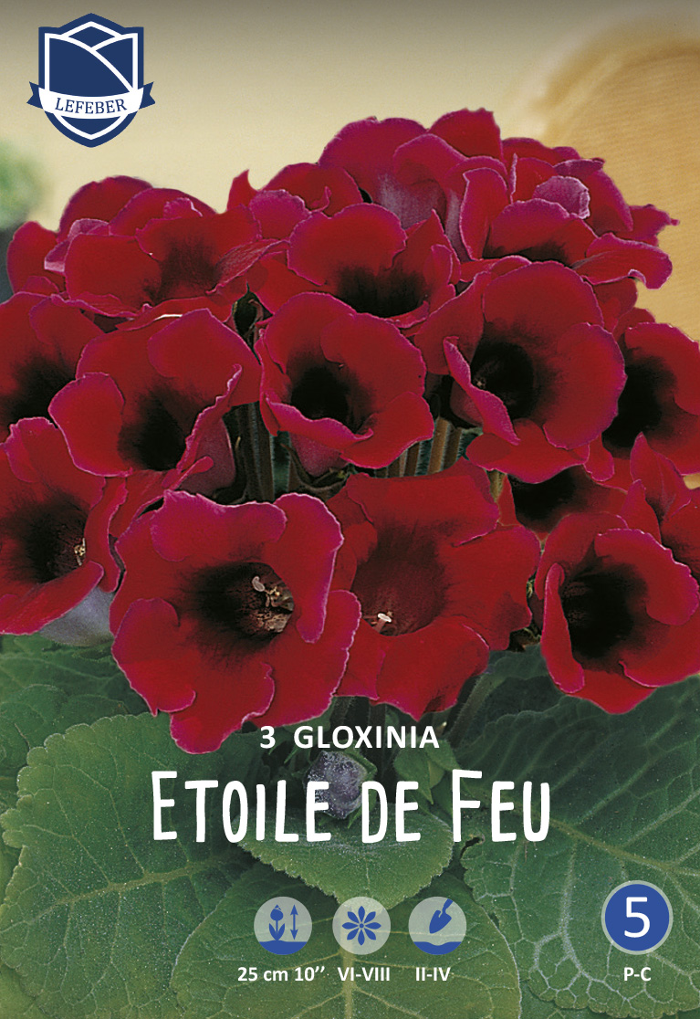 Gloxinia-1