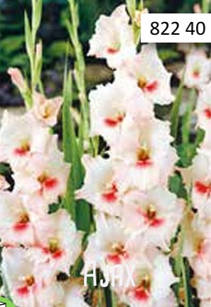 Gladiol-1