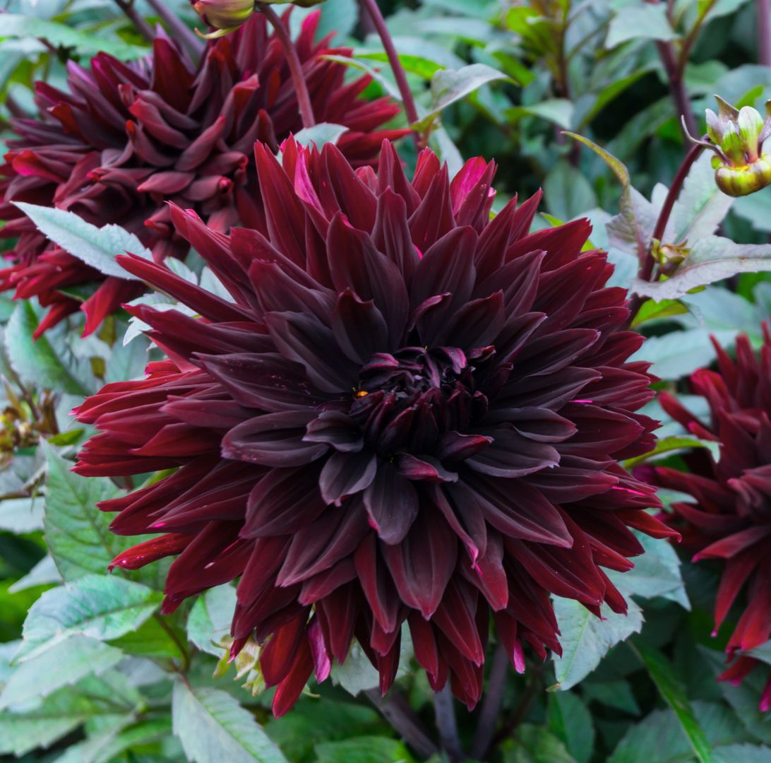 Dahlia-1