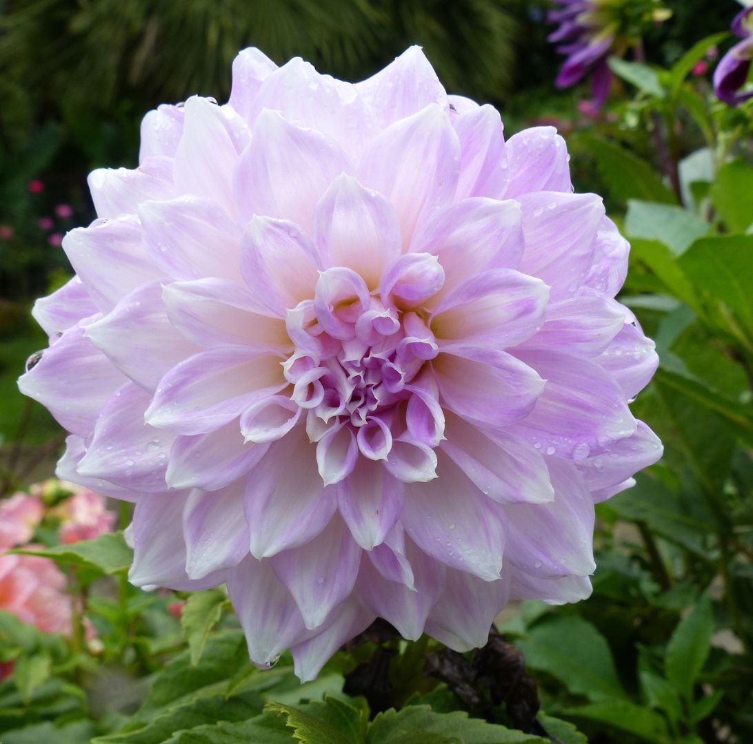 Dahlia-1