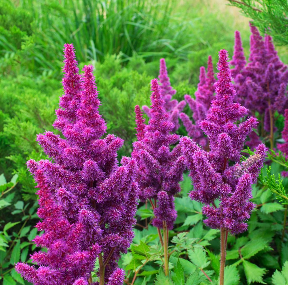 Astilbe - Rötter-1