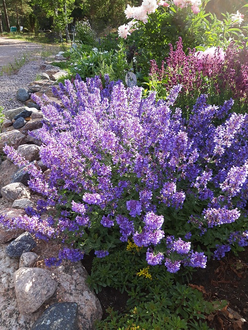 Nepeta, pluggplanta-1