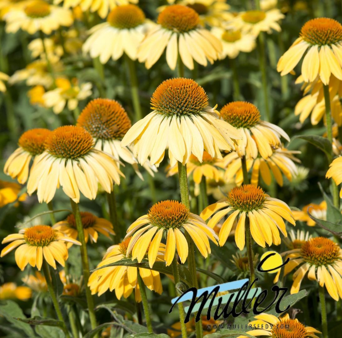 Rudbeckia-2