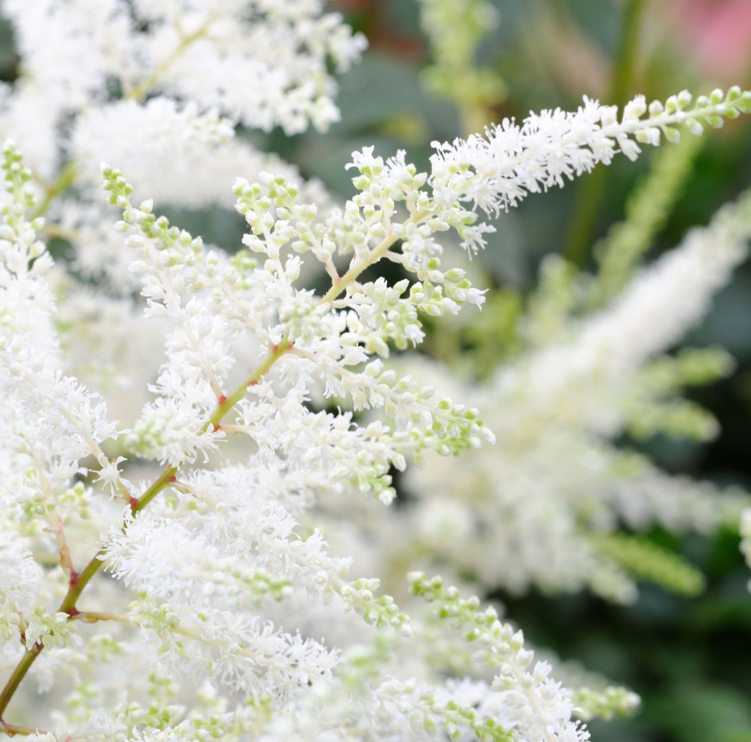 Astilbe -Rötter-1