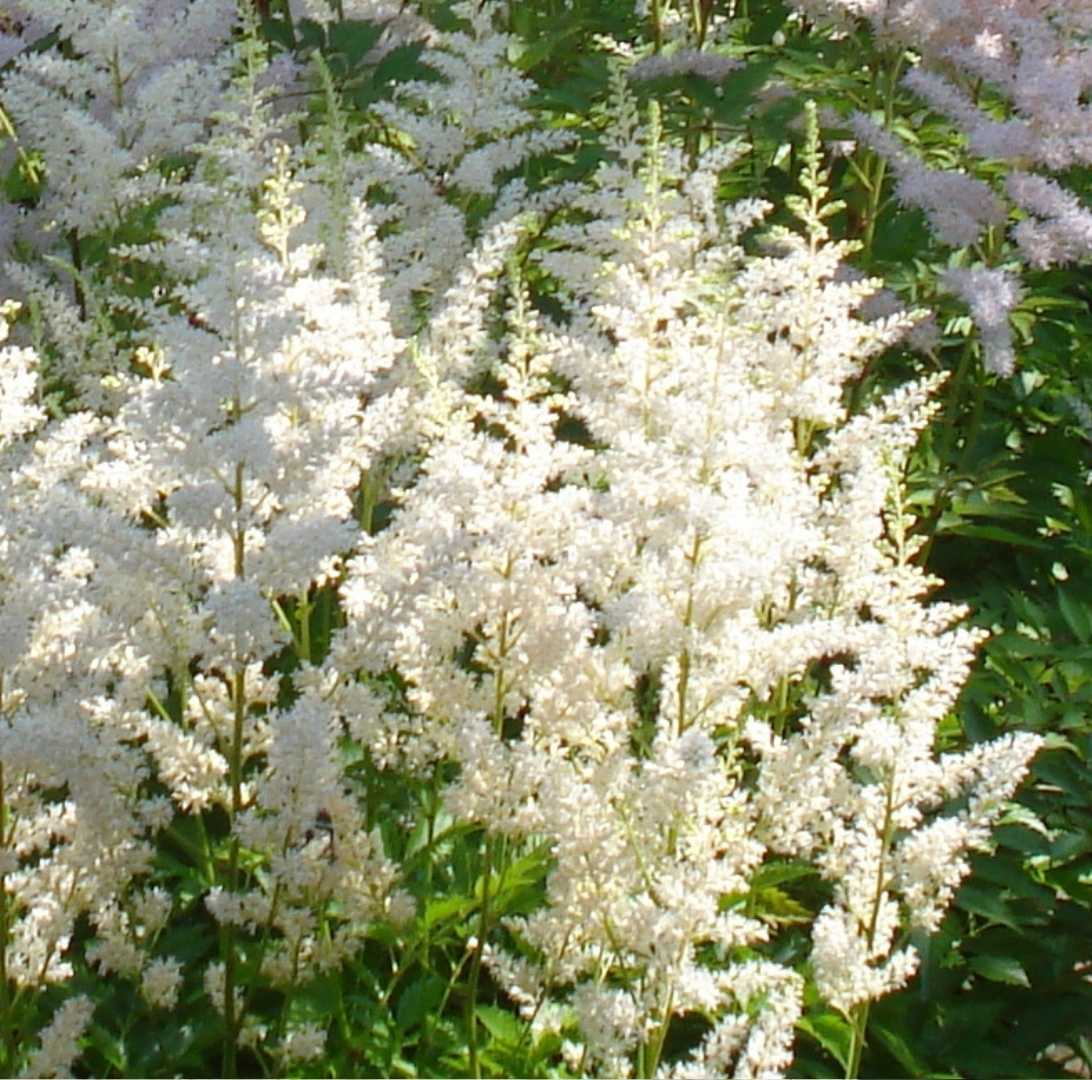 Astilbe -Rötter-2