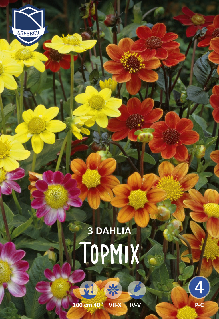 Dahlia-1