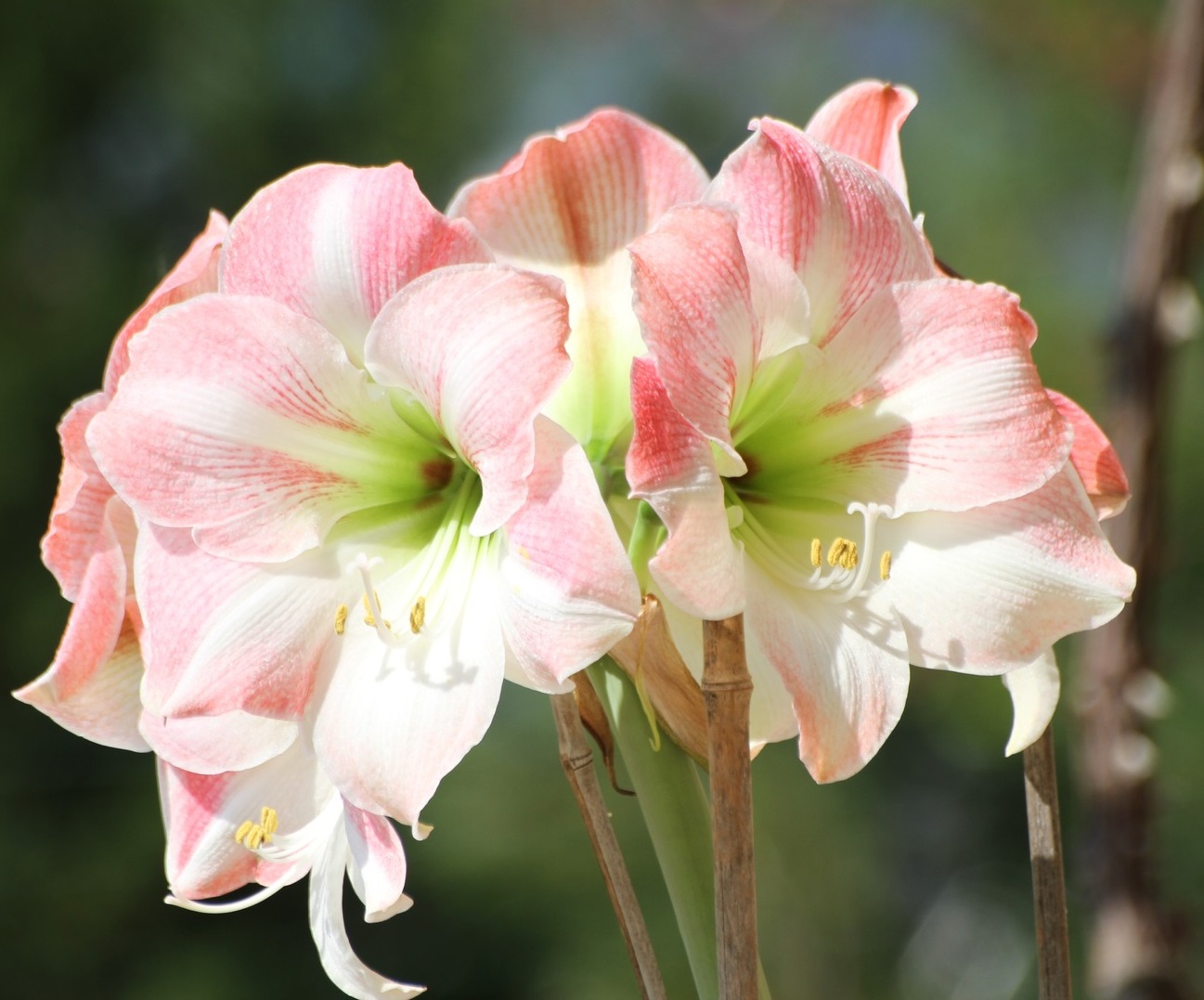 Amaryllis-1