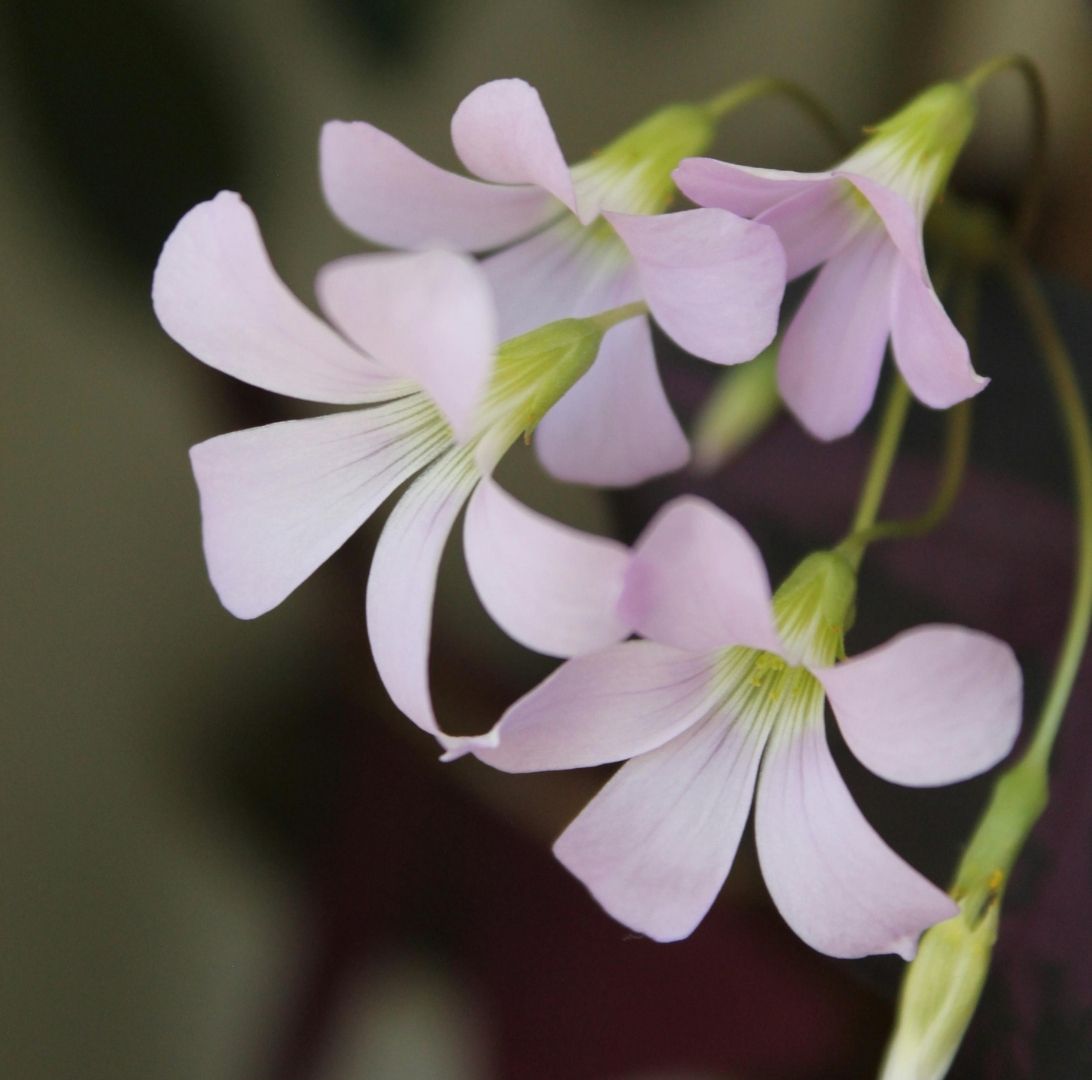 Triangeloxalis-3