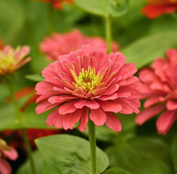 Zinnia-1