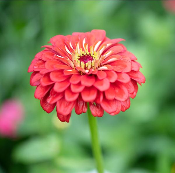 Zinnia-2