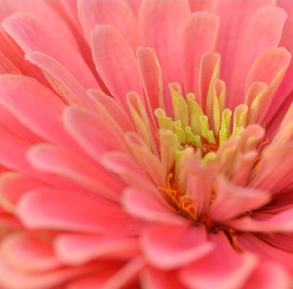 Zinnia-3