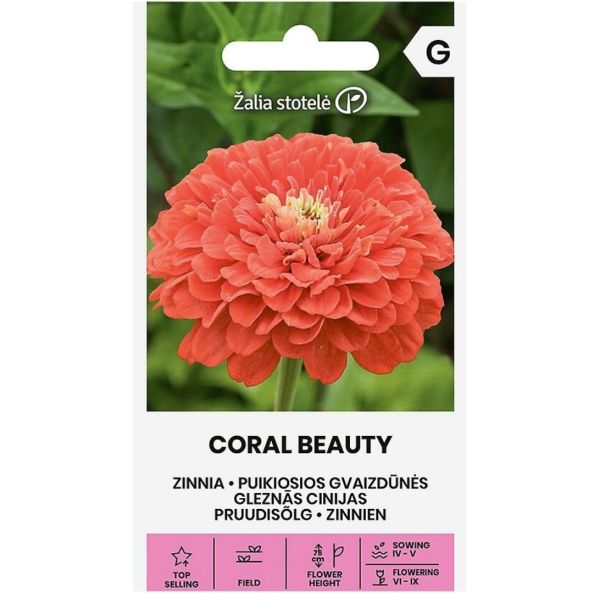 Zinnia-4