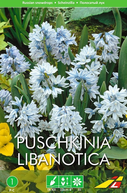 Posliinihyasintti-2