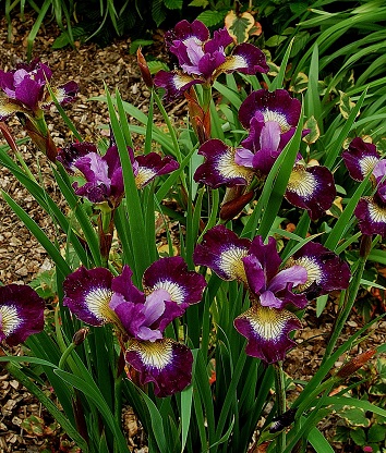 Sibirisk iris - rötter-1